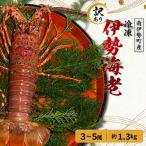 訳あり 伊勢海老 3~5尾 計 約1.3kg