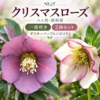 八ヶ岳 クリスマスローズ 一重咲き 2鉢セット