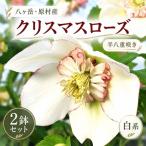 八ヶ岳 クリスマスローズ 半八重咲き 2鉢セット