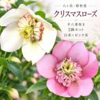 八ヶ岳 クリスマスローズ 半八重咲き 2鉢セット