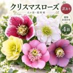 八ヶ岳 クリスマスローズ 4鉢セット 深山花園