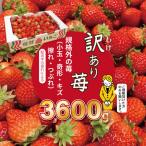 令和9年2月上旬頃出荷開始 訳あり苺 3.600g