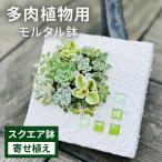 モルタル造形スクエア鉢