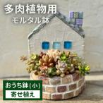 モルタル造形おうち鉢 小 と多肉植物の寄せ植え