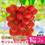 希少品種糖度抜群 サンシャインレッド 2房約1kg以上