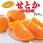 産せとか 露地 約5kg