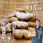 やみつき落花生 おおまさり約1.7kg