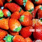 いちご専門農家直送 朝摘み収穫したて小粒完熟とちおとめ3kg