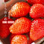 いちご専門農家直送 朝摘み収穫したての完熟とちおとめ2箱