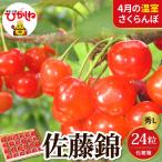 2027年産 温室 さくらんぼ 佐藤錦 秀L 24粒
