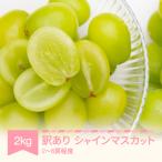 訳あり シャインマスカット 約2kg