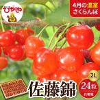 2027年産 温室 さくらんぼ 佐藤錦 秀2L 24粒