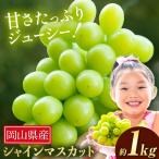 種無しぶどう詰め合わせ 約1kg 2房 ぶどう フルーツ 果物 中嶋ぶどう園 ブドウ フルーツ セット