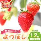 朝摘みいちご よつぼし 1.2kg
