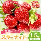 朝摘みいちご スターナイト 1.5kg
