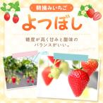 朝摘みいちご 紅ほっぺ 500g