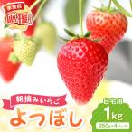 朝摘みいちご 紅ほっぺ 1kg