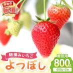 朝摘みいちご よつぼし 800g