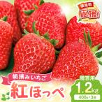 朝摘みいちご 紅ほっぺ 1.2kg