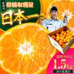 みかん 1.5kg