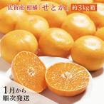 佐賀産 柑橘 みかん せとか 約 3kg