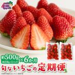 旬ないちご品種おまかせ6ヶ月連続お届け便 約250g×2パック