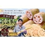 連島レンコン 約3kg