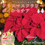 年末を華やかに彩る クリスマスフラワー ポインセチア 2鉢セット