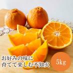 お好みの味に育てて楽しむ不知火5kg