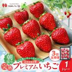 お日さまの雫 完熟朝採りプレミアムいちご1トレー