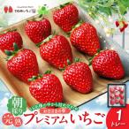 お日さまの雫 完熟朝穫りプレミアムいちご