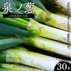 泉ノ葱 30本