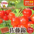 2027年産 温室 さくらんぼ 佐藤錦 秀2L 24粒