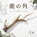 鹿の角 1本