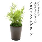プリザーブドインテリアグリーン ミニシダ