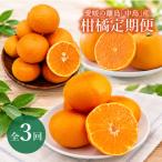 愛媛の離島 中島 産柑橘定期便 2.5kg