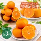 愛媛の離島 中島 産柑橘食べきり定期便 1.5kg