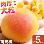 南高梅 約5kg