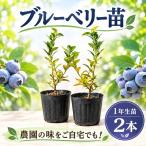 苗木 1年生 2本