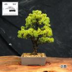 赤石の泉 赤石五葉松 鉢植え D-16