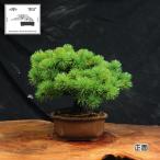 赤石の泉 赤石五葉松 鉢植え E-33
