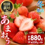 うるう農園のあまおう 2Lサイズ 計約880g 約220g×4P