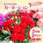 カーネーション 5号鉢 2色セット