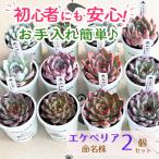 エケベリア 命名株 おまかせ 2個 セット