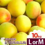 紀州熟南高梅 約10kg