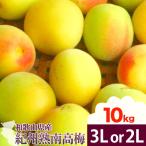 紀州熟南高梅 約10kg