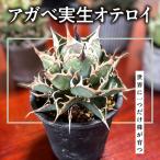 アガベ実生オテロイ MBBG004