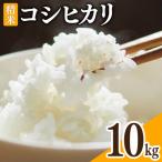 米 令和8年 コシヒカリ 精米 10kg×1袋