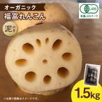 節切り 有機栽培福富れんこん1.5kg