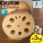 節切り 有機栽培福富れんこん 約3kg